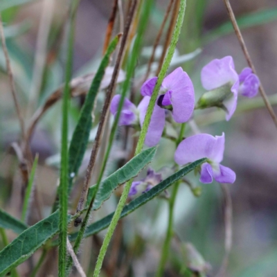 Glycine clandestina (Twining Glycine) at Lake Burley Griffin West - 25 Jan 2022 by ConBoekel