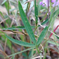 Glycine clandestina at Yarralumla, ACT - 26 Jan 2022 10:35 AM