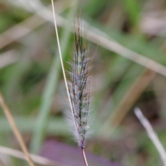 Dichanthium sericeum (Queensland Blue-grass) at Lake Burley Griffin West - 25 Jan 2022 by ConBoekel