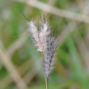 Dichanthium sericeum at Yarralumla, ACT - 26 Jan 2022