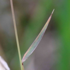 Dichanthium sericeum at Yarralumla, ACT - 26 Jan 2022 10:31 AM