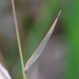 Dichanthium sericeum at Yarralumla, ACT - 26 Jan 2022