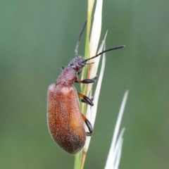 Ecnolagria grandis (Honeybrown beetle) at Blue Gum Point to Attunga Bay - 25 Jan 2022 by ConBoekel