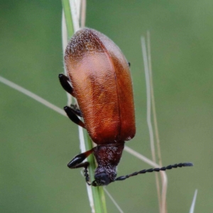 Ecnolagria grandis at Yarralumla, ACT - 26 Jan 2022 10:08 AM