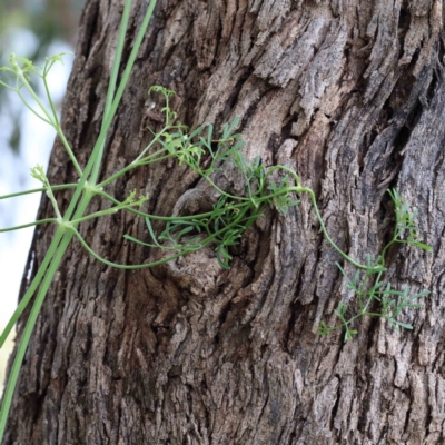 Clematis leptophylla (Small-leaf Clematis, Old Man's Beard) at Blue Gum Point to Attunga Bay - 26 Jan 2022 by ConBoekel