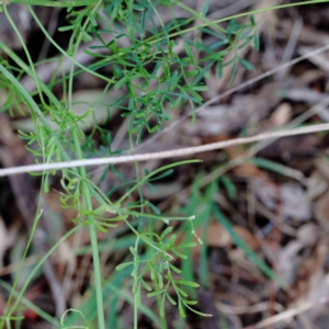 Clematis leptophylla at Yarralumla, ACT - 26 Jan 2022