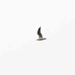 Chroicocephalus novaehollandiae (Silver Gull) at Lake Burley Griffin West - 25 Jan 2022 by ConBoekel