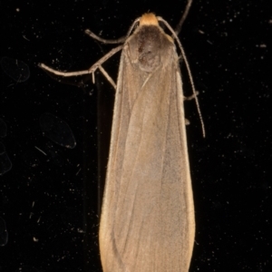 Palaeosia undescribed species at Melba, ACT - 8 Nov 2021