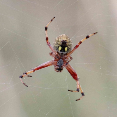 Salsa fuliginata (Sooty Orb-weaver) at Lake Burley Griffin West - 25 Jan 2022 by ConBoekel