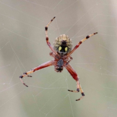 Cyclosa fuliginata (species-group) (An orb weaving spider) at Yarralumla, ACT - 25 Jan 2022 by ConBoekel