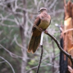 Macropygia phasianella (Brown Cuckoo-dove) at Morton National Park - 27 Jan 2022 by Boobook38