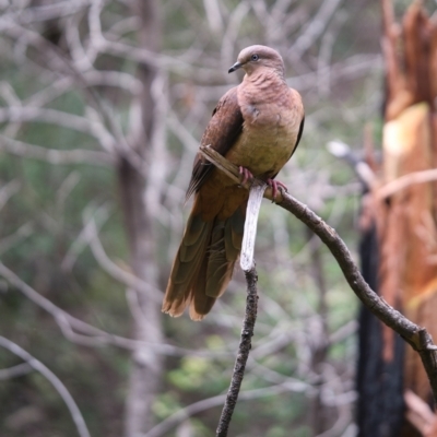 Macropygia phasianella (Brown Cuckoo-dove) at Morton National Park - 27 Jan 2022 by Boobook38