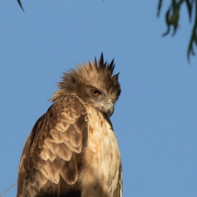 Hieraaetus morphnoides (Little Eagle) at Jerrabomberra Wetlands - 26 Jan 2022 by rawshorty