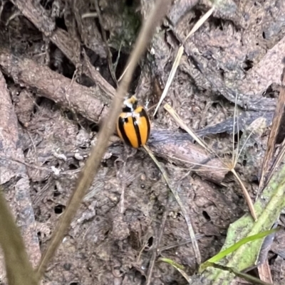 Micraspis frenata (Striped Ladybird) at Murrumbateman, NSW - 26 Jan 2022 by SimoneC