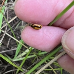 Micraspis frenata at Murrumbateman, NSW - 26 Jan 2022