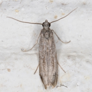 Lepidoptera provisional species 1 at Melba, ACT - 8 Nov 2021