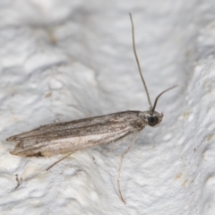 Lepidoptera provisional species 1 at Melba, ACT - 8 Nov 2021 12:10 AM