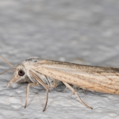 Culladia cuneiferellus (Crambinae moth) at Melba, ACT - 8 Nov 2021 by kasiaaus