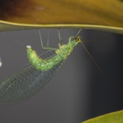 Apertochrysa edwardsi (A Green Lacewing) at Melba, ACT - 8 Nov 2021 by kasiaaus