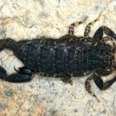 Lychas marmoreus (Little Marbled Scorpion) at Mulloon, NSW - 25 Jan 2022 by jb2602