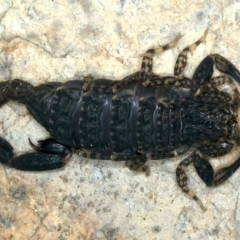 Lychas marmoreus (Little Marbled Scorpion) at Scott Nature Reserve - 25 Jan 2022 by jbromilow50