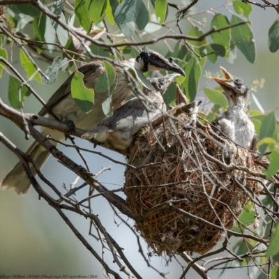 Philemon corniculatus (Noisy Friarbird) at Aranda Bushland - 27 Jan 2022 by Roger