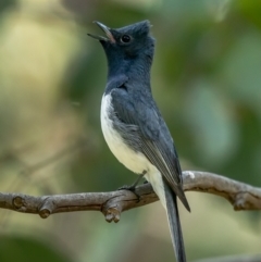 Myiagra rubecula (Leaden Flycatcher) at Aranda Bushland - 27 Jan 2022 by Roger