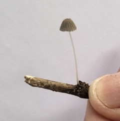 Mycena sp. (genus) (Mycena) at Hughes, ACT - 27 Jan 2022 by ruthkerruish