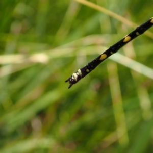 Synthemis eustalacta at Murrumbateman, NSW - 27 Jan 2022