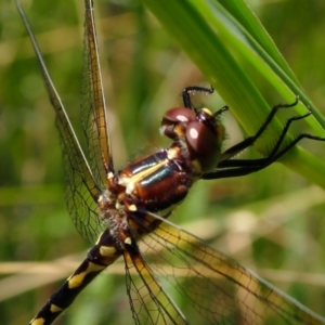 Synthemis eustalacta at Murrumbateman, NSW - 27 Jan 2022