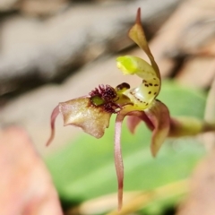 Chiloglottis sylvestris (Small Wasp orchid) at Jerrawangala National Park - 23 Jan 2022 by RobG1