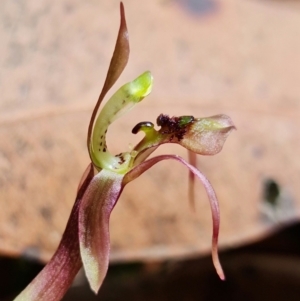 Chiloglottis sylvestris at Jerrawangala, NSW - 23 Jan 2022