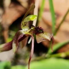 Chiloglottis sylvestris at Jerrawangala, NSW - 23 Jan 2022