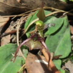 Chiloglottis sylvestris at Jerrawangala, NSW - 23 Jan 2022