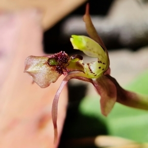 Chiloglottis sylvestris at Jerrawangala, NSW - 23 Jan 2022