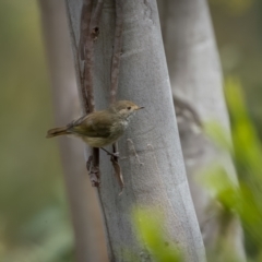 Acanthiza pusilla (Brown Thornbill) at Paddys River, ACT - 22 Jan 2022 by trevsci