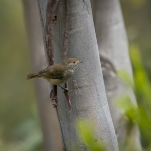 Acanthiza pusilla at Paddys River, ACT - 22 Jan 2022 12:41 PM