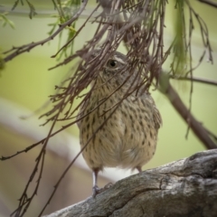 Hylacola pyrrhopygia (Chestnut-rumped Heathwren) at Paddys River, ACT - 22 Jan 2022 by trevsci