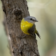 Eopsaltria australis (Eastern Yellow Robin) at Paddys River, ACT - 22 Jan 2022 by trevsci