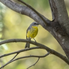 Eopsaltria australis at Paddys River, ACT - 22 Jan 2022