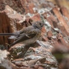 Rhipidura albiscapa (Grey Fantail) at Bullen Range - 22 Jan 2022 by trevsci