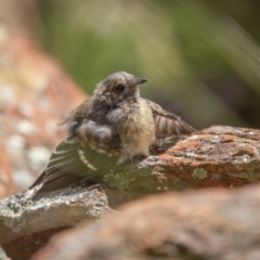 Rhipidura albiscapa at Paddys River, ACT - 22 Jan 2022