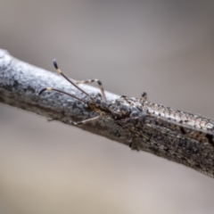 Glenoleon pulchellus (Antlion lacewing) at Bullen Range - 22 Jan 2022 by trevsci