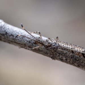 Glenoleon pulchellus at Paddys River, ACT - 22 Jan 2022