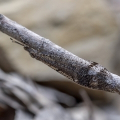 Glenoleon pulchellus at Paddys River, ACT - 22 Jan 2022