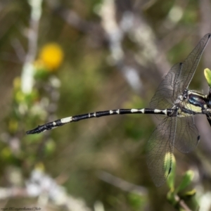 Parasynthemis regina at Molonglo Valley, ACT - 27 Jan 2022 12:00 PM