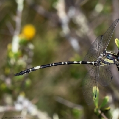 Parasynthemis regina (Royal Tigertail) at Molonglo Valley, ACT - 27 Jan 2022 by Roger