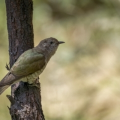 Chrysococcyx lucidus (Shining Bronze-Cuckoo) at Paddys River, ACT - 22 Jan 2022 by trevsci