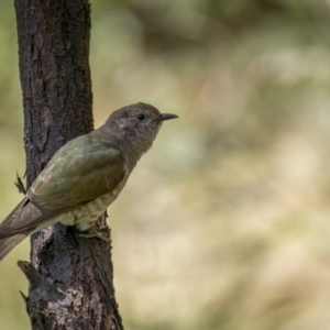 Chrysococcyx lucidus at Paddys River, ACT - 22 Jan 2022