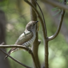 Chrysococcyx lucidus at Paddys River, ACT - 22 Jan 2022